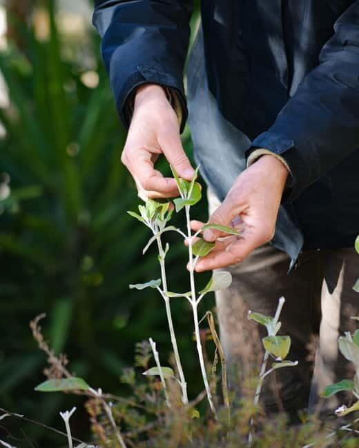 Cotignac: Botanical walk with a herbalist - Why This Tour Is Worth Considering