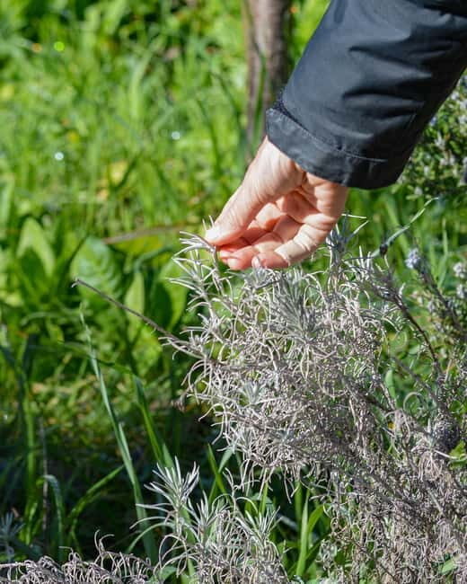 Cotignac: Botanical walk with a herbalist - Frequently Asked Questions