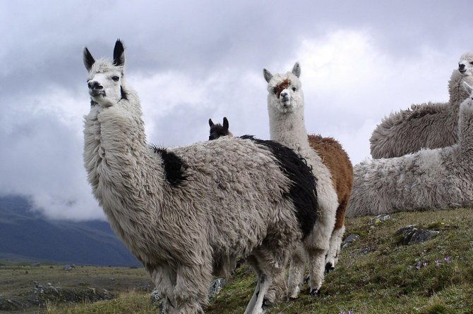 cotopaxi-quilotoa-2day-1night-tours-included