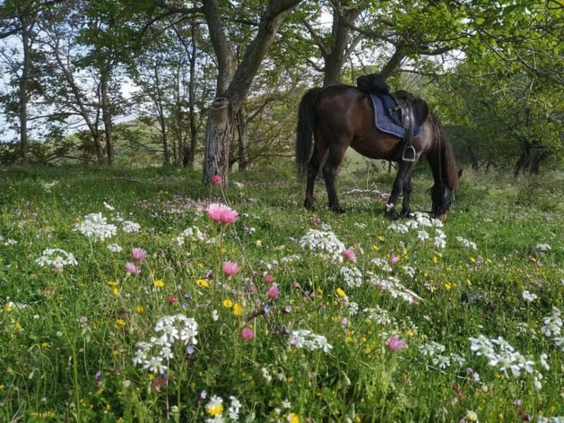 Countryside Horseback Ride in Gjinofshat - Practical Details and Considerations