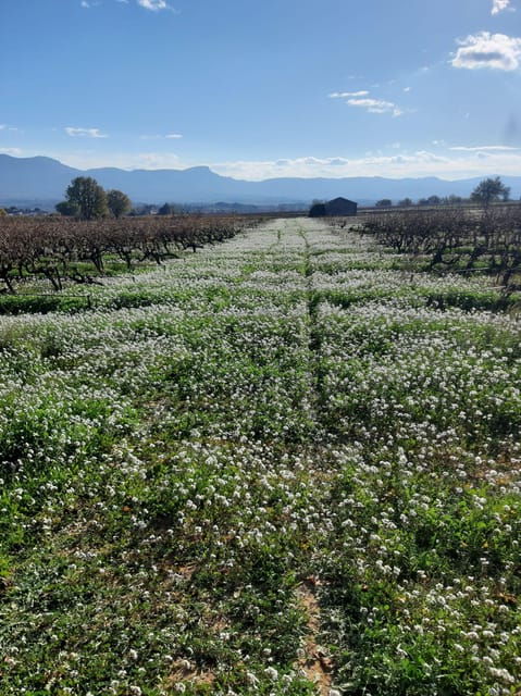 countryside-immersion-with-horseback-ride-in-sainte-victoire