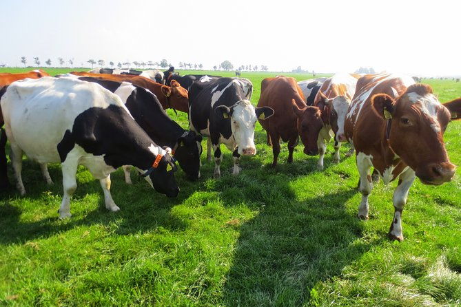 countryside-of-amsterdam-private-tour