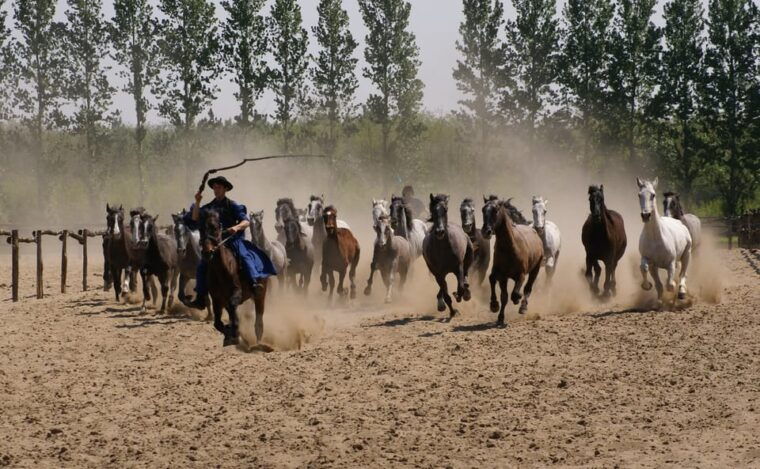 countryside-ranch-horse-show-lunch