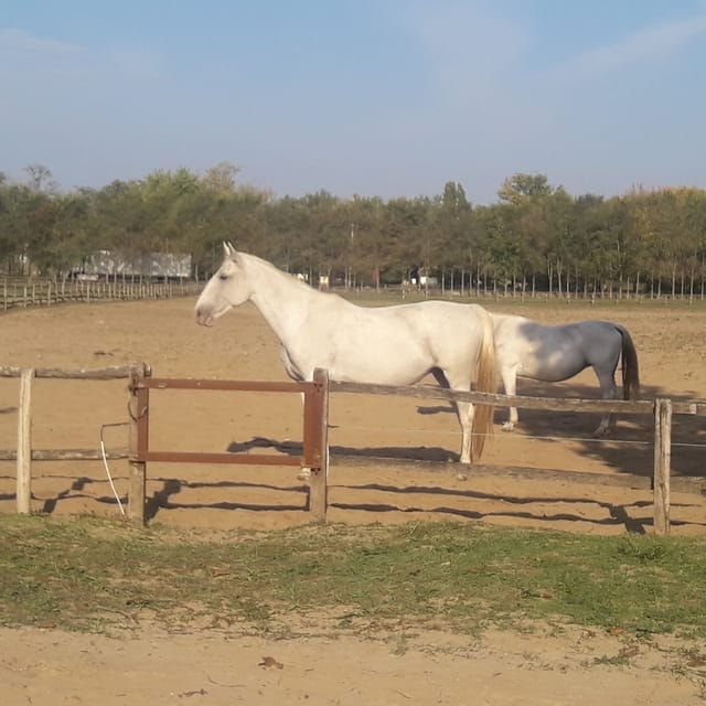 countryside-ranch-horse-show-lunch