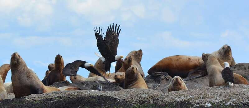 cowichan-bay-half-day-whale-wildlife-adventure