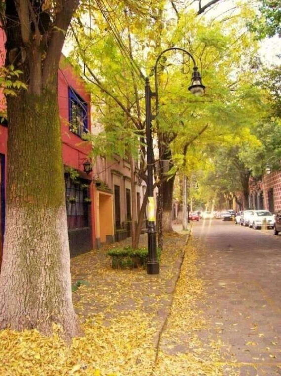 coyoacan-frida-kahlo-steps-in-coyoacan-and-san-angel-cdmx