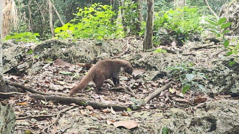 cozumel-atv-off-road-adventure-to-jade-cavern