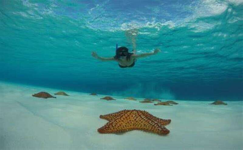 Cozumel: Catamaran Tour, El Cielo, Snorkeling, lunch & Ferry - Snorkeling at Palancar Reef: Underwater Wonderland