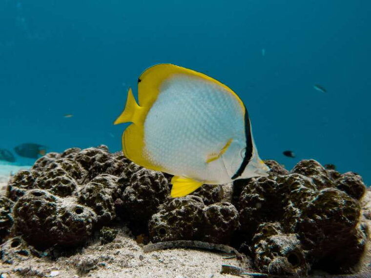 cozumel-chankanaab-beach-adventure-day-pass-with-snorkeling