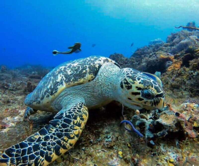 Cozumel: Discover Scuba Diving - An Honest Look at Cozumel’s Discover Scuba Experience
