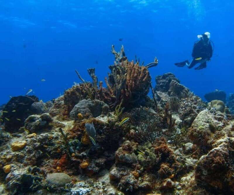Cozumel: Discover Scuba Diving - Considerations & Tips