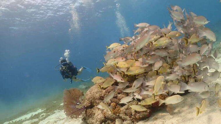 cozumel-discover-scuba-diving-at-chankanaab-marine-park