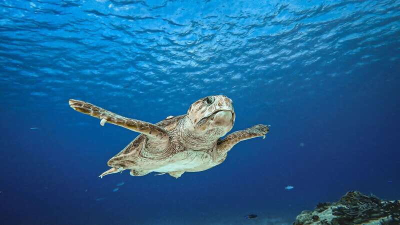 Cozumel: Discover Scuba Diving for Non-Certified Divers - Key Points