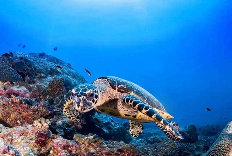 Cozumel: Discover Scuba Diving for Non-Certified Divers - Authentic Experiences & Feedback from Travelers
