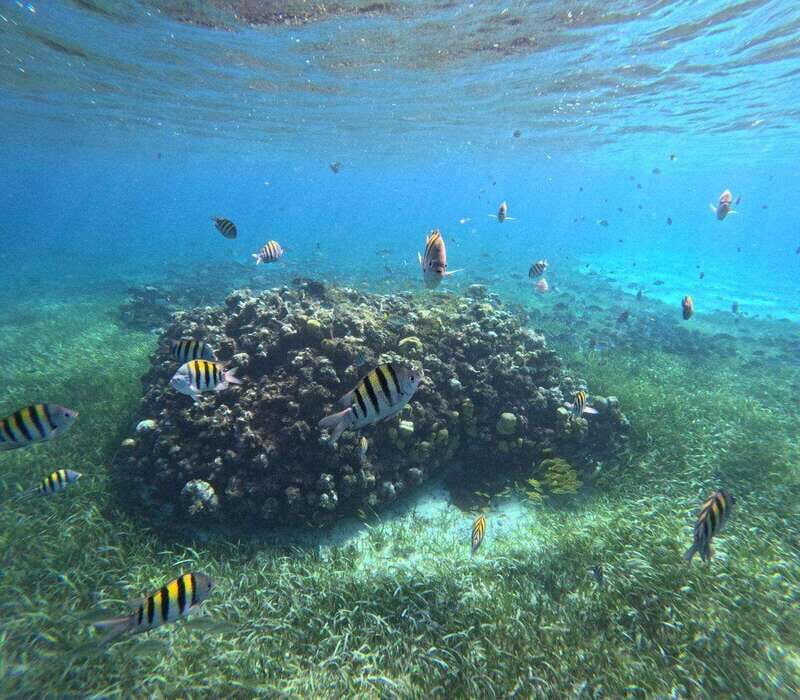 Cozumel, El Cielo: 4-Hour Private Tour - Discovering the El Cielo Private Boat Tour in Cozumel: An Honest, Detailed Review