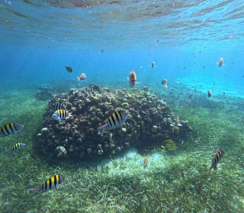 cozumel-el-cielo-4-hour-shared-snorkeling-tour