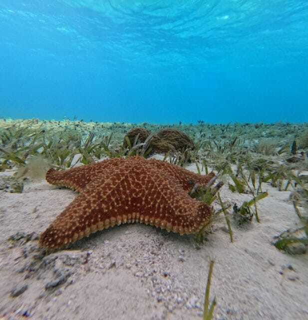 cozumel-el-cielo-4-hour-shared-snorkeling-tour