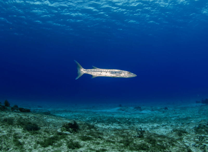 Cozumel Marine Park: Discover Scuba Diving Experience - What to Expect from Your Cozumel Marine Park Experience
