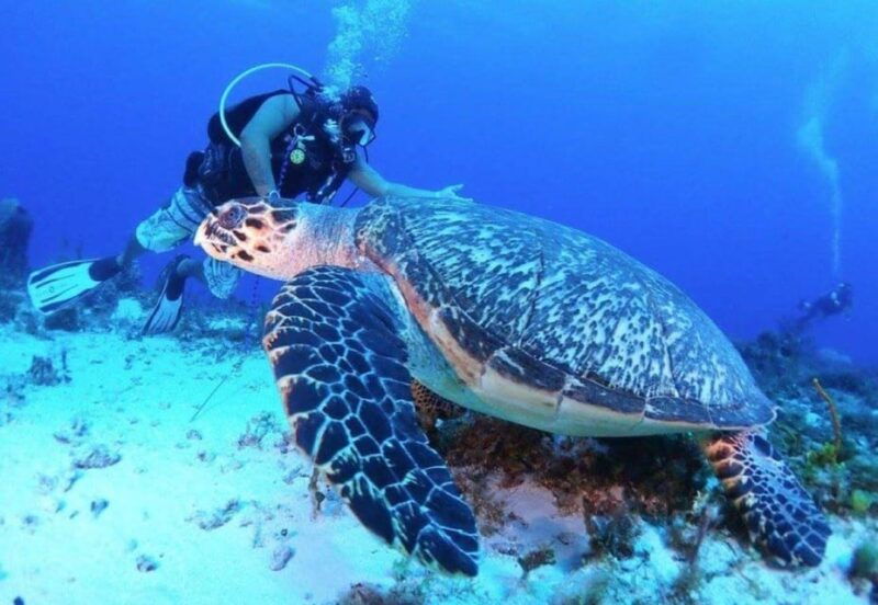 cozumel-night-dive-for-certified-divers