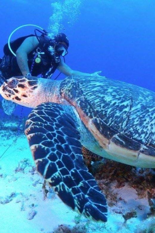 cozumel-night-dive-for-certified-divers