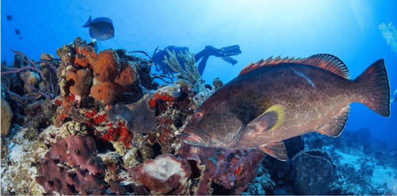 Cozumel: Ocean Dive - An Overview of the Experience