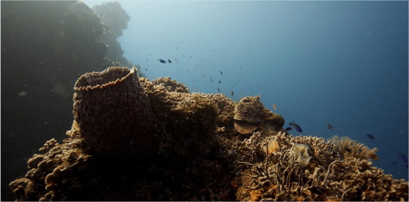 Cozumel: Ocean Dive - The Itinerary and What to Expect