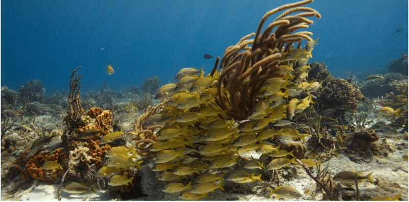 Cozumel: Ocean Dive - Why This Tour Will Appeal to Different Travelers