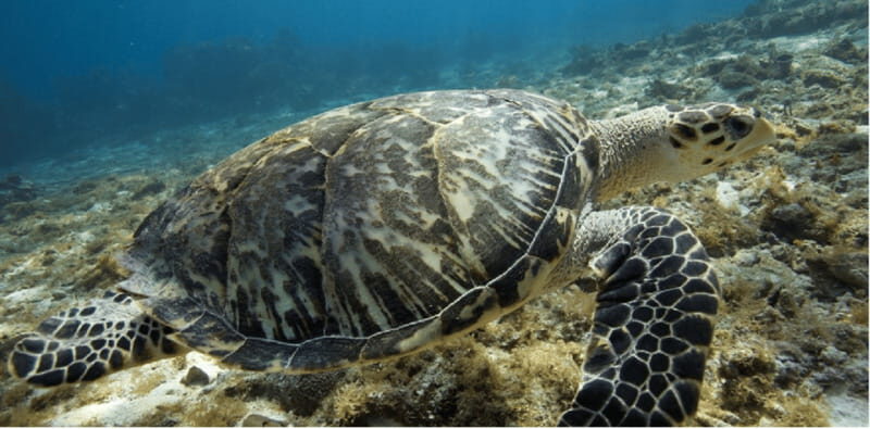 Cozumel: Ocean Dive - Final Thoughts
