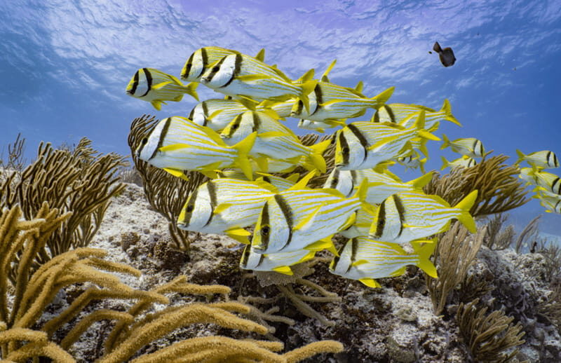 Cozumel: Open Water PADI Diver Course - Key Points