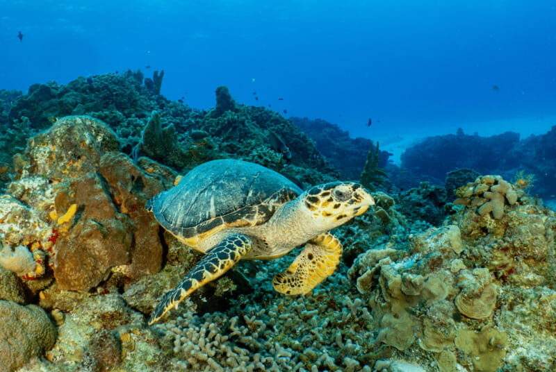Cozumel: Open Water PADI Diver Course - The Basics: What Is the Cozumel Open Water PADI Diver Course?