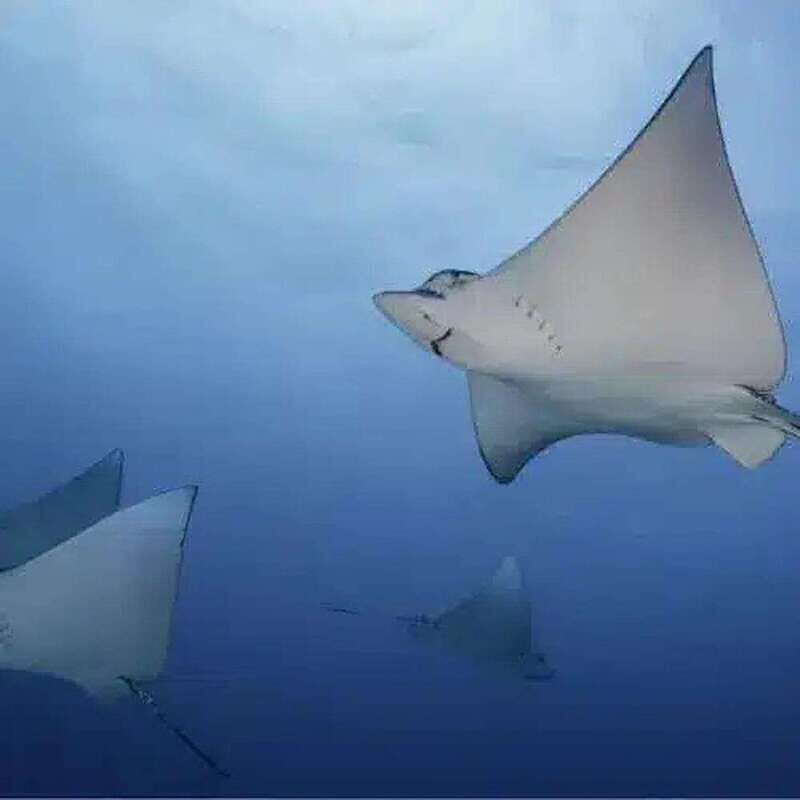 Cozumel: PADI Open Water Certification - Key Points