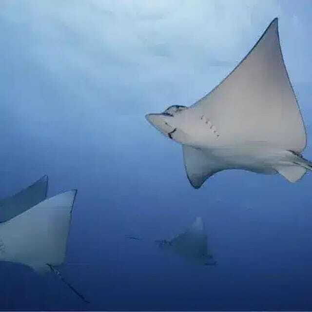 Cozumel: PADI Open Water Certification - Final Thoughts