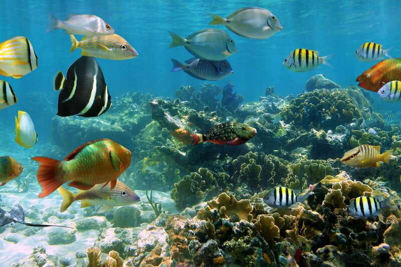 cozumel-palancar-columbia-and-el-cielo-reef-snorkeling