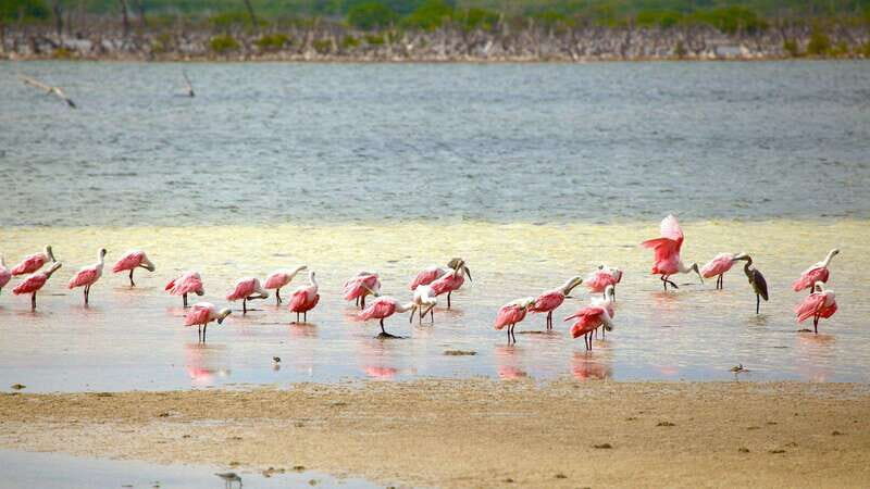 Cozumel Parks: Chankanaab, Punta Sur, San Gervasio+Transport - FAQ