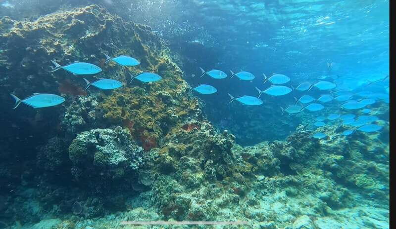 Cozumel, Passion Island: 4-Hour Private Tour - Exploring Cozumel’s Passion Island: A 4-Hour Private Snorkeling Getaway