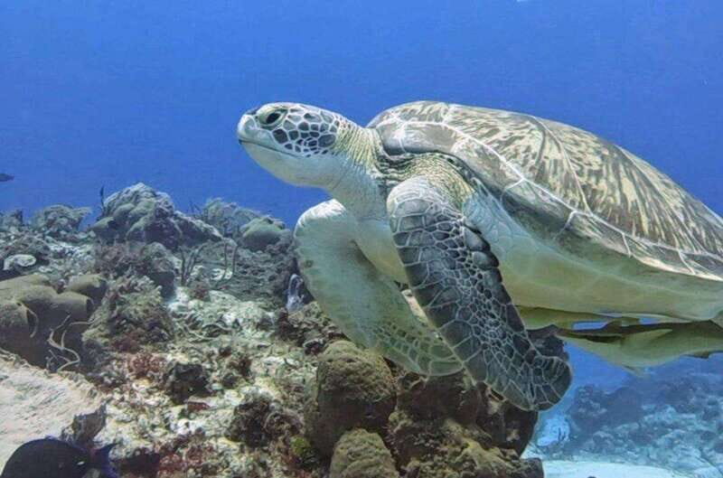 Cozumel Scuba Diving: 2 Tanks in the National Park for certified divers - Why Choose This Cozumel Scuba Experience?  