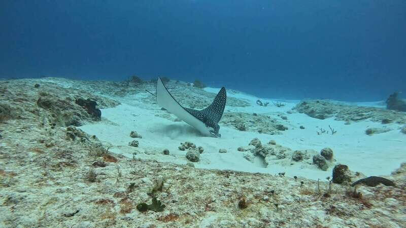 Cozumel Scuba Diving: 2 Tanks in the National Park for certified divers - What Makes This Tour Stand Out?  