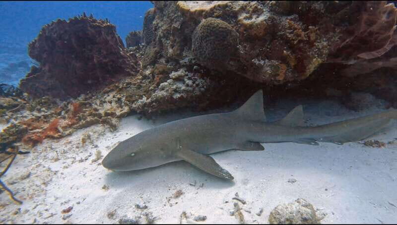 Cozumel Scuba Diving: 2 Tanks in the National Park for certified divers - FAQs  