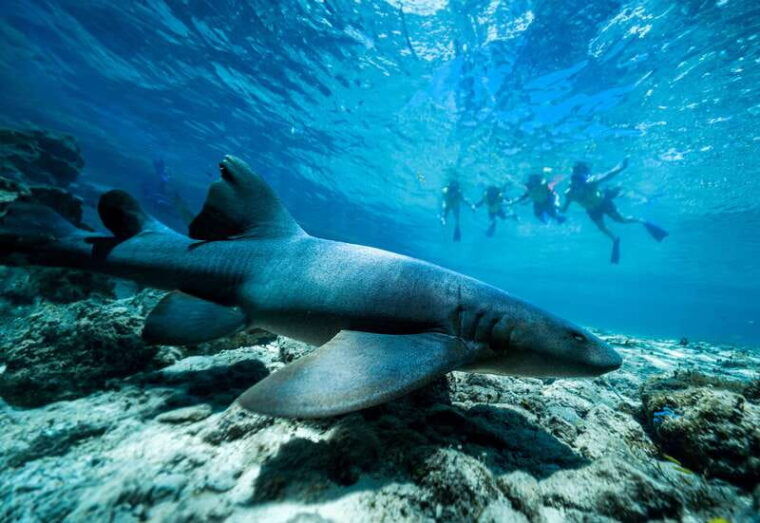 cozumel-snorkel-and-swim-with-stingrays