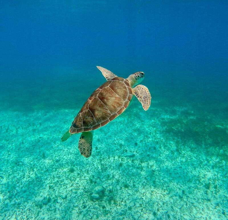 cozumel-snorkel-in-reefs-visit-el-cielo