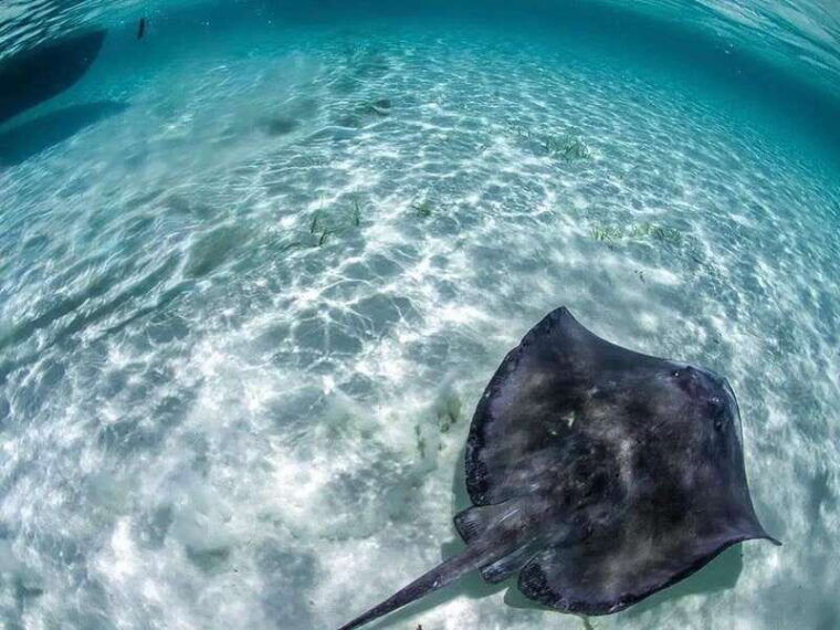 cozumel-snorkel-in-reefs-visit-el-cielo