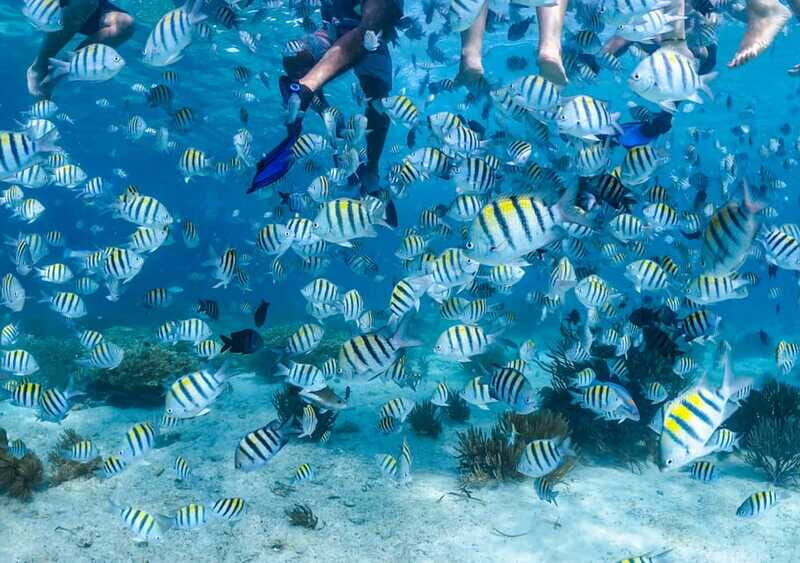 Cozumel: Snorkel Tour to El Cielo, Palancar & Colombia Reef - FAQ