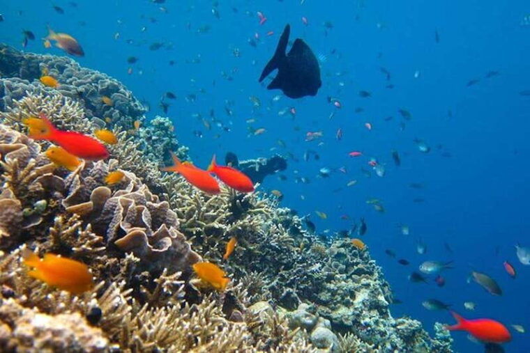 cozumel-snorkeling-in-reefs-visit-to-el-cielo