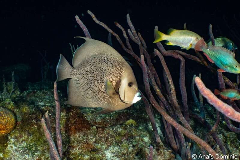 Cozumel: South Marine Park & Cozumel Reef Scuba Diving Tour - Cozumel: South Marine Park & Cozumel Reef Scuba Diving Tour