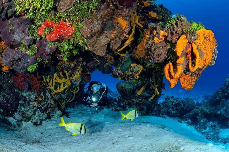 Cozumel: South Marine Park & Cozumel Reef Scuba Diving Tour - Why This Tour Offers Great Value