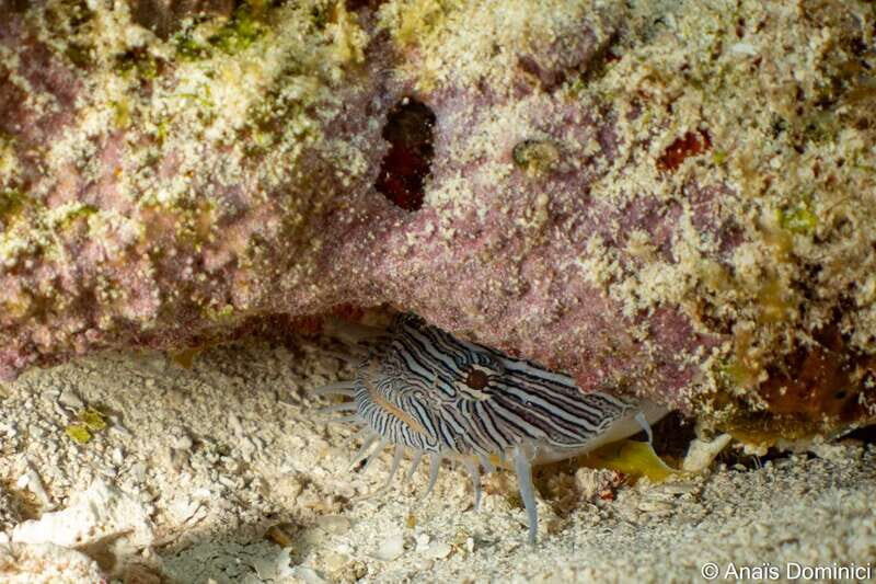 Cozumel: South Marine Park & Cozumel Reef Scuba Diving Tour - Practical Details and Tips