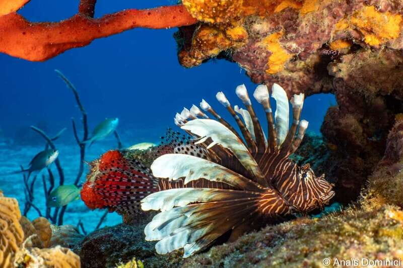 Cozumel: South Marine Park & Cozumel Reef Scuba Diving Tour - Final Thoughts: Is It Worth It?