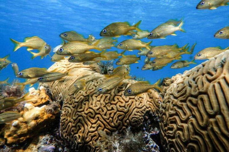 cozumel-starfish-stingrays-and-turtle-bay-snorkeling-tour