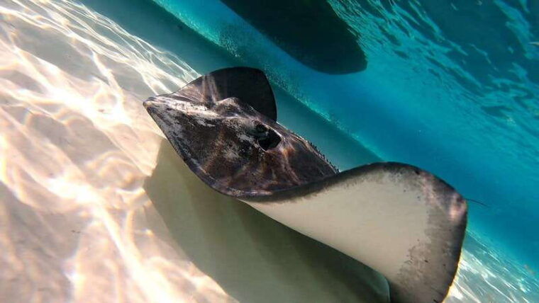 cozumel-starfish-stingrays-and-turtle-bay-snorkeling-tour