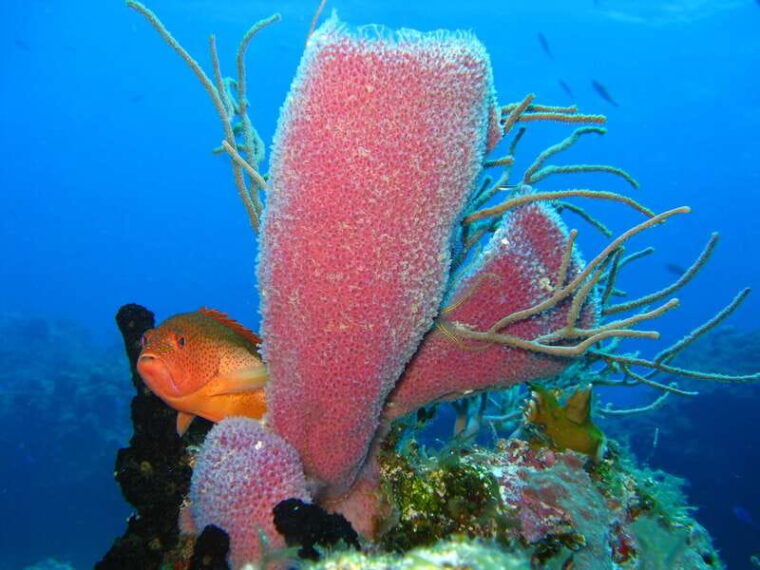 cozumel-the-sky-palancar-snorkel-with-open-bar-ceviche